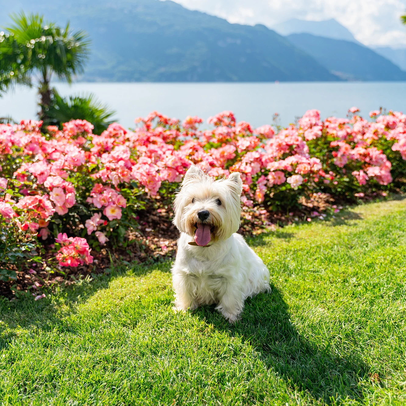 pet_friendly_luxury_resort_lake_como_low